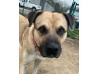 Adopt BEAR a Anatolian Shepherd