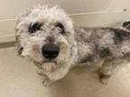 Adopt Sosa a Standard Poodle, Mixed Breed