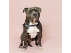 Adopt Bonito a Pit Bull Terrier, Mixed Breed