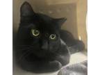 Adopt Geronimo - Barn Cat a Domestic Short Hair