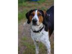 Adopt Hank a Treeing Walker Coonhound