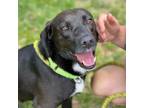 Adopt Stimpy a Mixed Breed