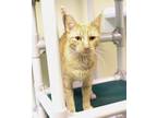 Adopt Blayne a Domestic Short Hair