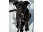 Adopt Bug a Labrador Retriever