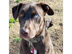 Adopt Ranger a Chocolate Labrador Retriever, Australian Shepherd
