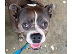 Adopt Enzo - Foster or Adopt Me! a American Staffordshire Terrier