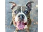 Adopt Enzo -Foster or Adopt Me! a American Staffordshire Terrier