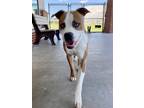 Adopt BLUE a American Staffordshire Terrier, Mixed Breed