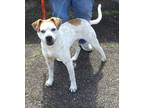 Adopt Oliver a English Pointer