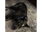 Adopt Pico a Mixed Breed, Australian Cattle Dog / Blue Heeler