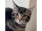 Adopt Frex a Domestic Short Hair