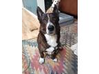 Adopt Jax a Corgi