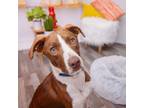 Adopt Schmidt a Catahoula Leopard Dog, Pit Bull Terrier