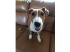 Adopt Romance a Bull Terrier, Australian Shepherd