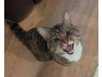 Adopt OLLIE - EASYGOING SWEET TALKER TABBY a Tabby, Domestic Short Hair