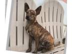 Adopt Valentin a Whippet, Boston Terrier
