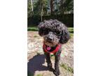 Adopt Sterling a Miniature Poodle