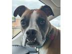 Adopt Russell a Boxer