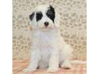 Mutt Puppy for sale in Denver, PA, USA