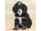 Mutt Puppy for sale in Denver, PA, USA