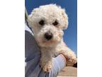 Adopt Bubby a Bichon Frise