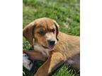 Adopt Asher a Hound, Mixed Breed