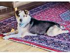 Adopt Mr. Potato a Corgi, Lancashire Heeler