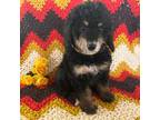 Mutt Puppy for sale in The Woodlands, TX, USA