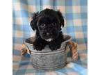 Schnauzer (Miniature) Puppy for sale in Long Prairie, MN, USA