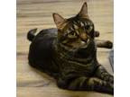 Adopt Boo Tiger a Domestic Short Hair