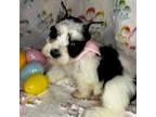 Schnauzer (Miniature) Puppy for sale in Atoka, OK, USA