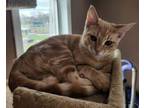 Adopt Smith a Domestic Short Hair