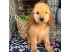 Goldendoodle Puppy for sale in Axtell, TX, USA