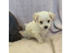 Maltipoo Puppy for sale in Colorado Springs, CO, USA