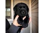 Labrador Retriever Puppy for sale in Parkersburg, WV, USA