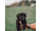 Zuchon Puppy for sale in Richland Center, WI, USA