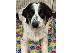 Adopt Pudding Pop a Border Collie