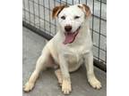 Adopt Fashoom a Australian Cattle Dog / Blue Heeler