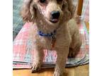 Poodle (Toy) Puppy for sale in Orange Grove, TX, USA