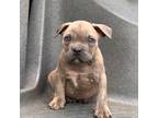 Mutt Puppy for sale in Richmond, VA, USA