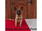 Dutch Shepherd Dog Puppy for sale in Konawa, OK, USA