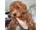 Poodle (Toy) Puppy for sale in Moses Lake, WA, USA