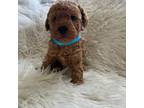 Poodle (Toy) Puppy for sale in Moses Lake, WA, USA