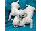 Dalmatian Puppy for sale in Knoxville, TN, USA