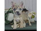 French Bulldog Puppy for sale in New Paris, IN, USA