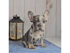 French Bulldog Puppy for sale in New Paris, IN, USA