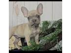 French Bulldog Puppy for sale in New Paris, IN, USA