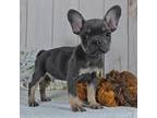 French Bulldog Puppy for sale in New Paris, IN, USA