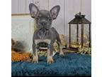 French Bulldog Puppy for sale in New Paris, IN, USA