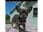 French Bulldog Puppy for sale in New Paris, IN, USA